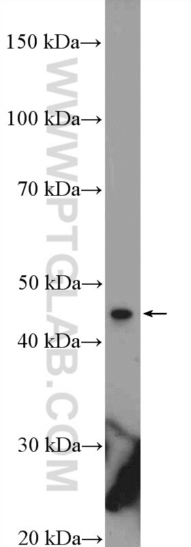 WB analysis of HEK-293 using 21930-1-AP