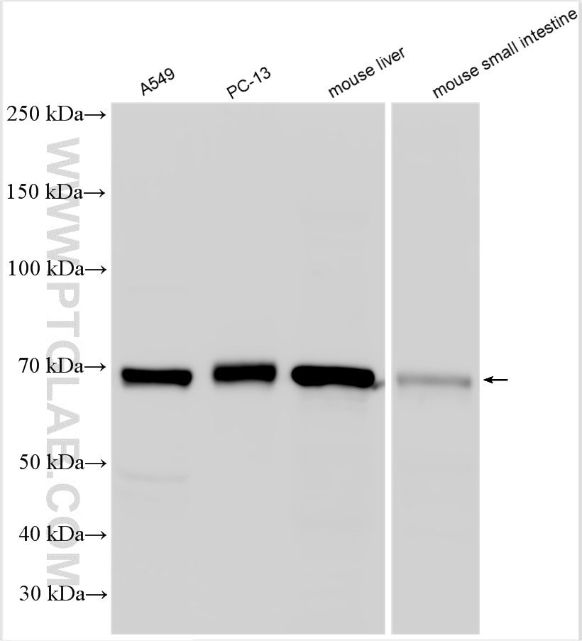 Western Blot (WB) analysis of various lysates using KIAA0907 Polyclonal antibody (25419-1-AP)