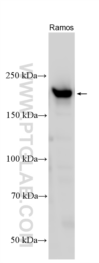 WB analysis using 23360-1-AP Western Blot (WB) analysis of various lysates using TMEM131L Polyclonal antibody (23360-1-AP)