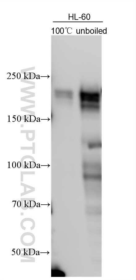 WB analysis using 23360-1-AP Western Blot (WB) analysis of various lysates using TMEM131L Polyclonal antibody (23360-1-AP)