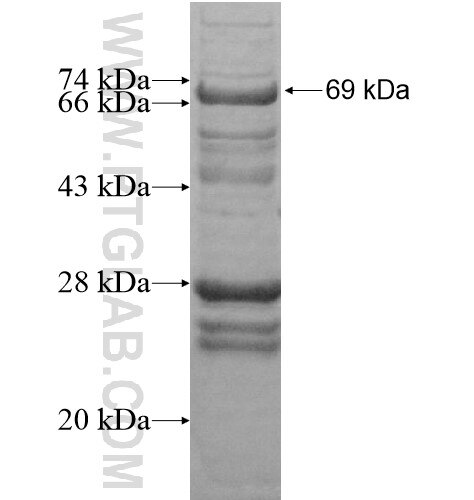 KIAA1128 fusion protein Ag15281 SDS-PAGE