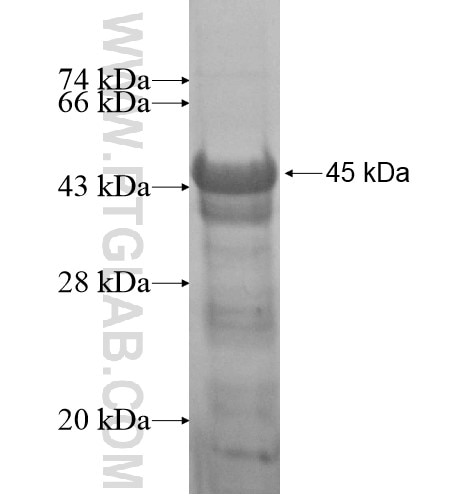 KIAA1128 fusion protein Ag15486 SDS-PAGE