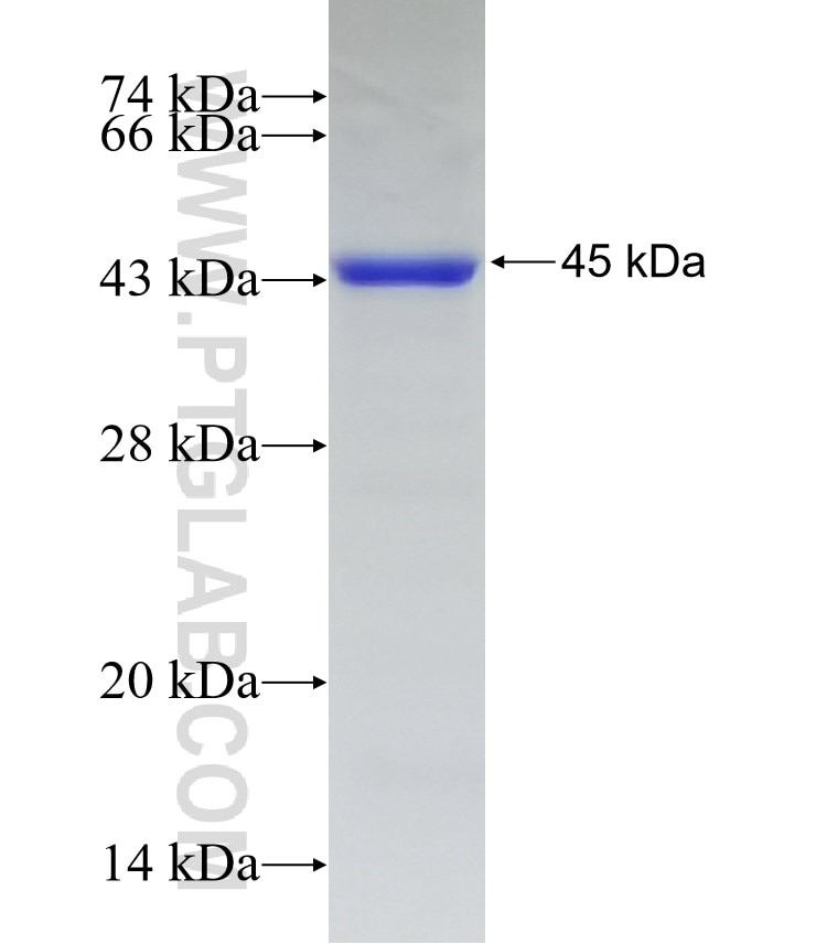 KIAA1199 fusion protein Ag15171 SDS-PAGE