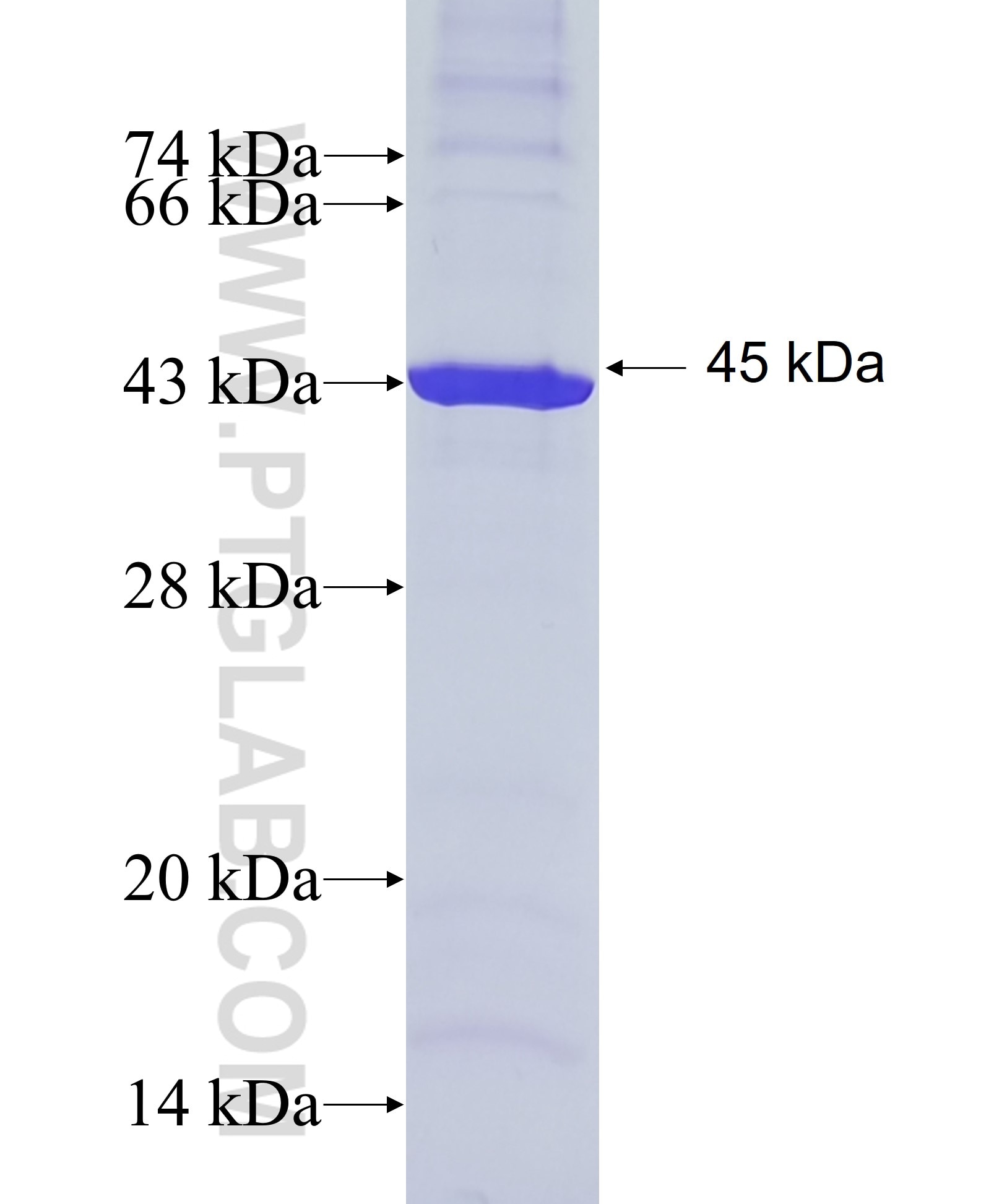 KIAA1199 fusion protein Ag15171 SDS-PAGE