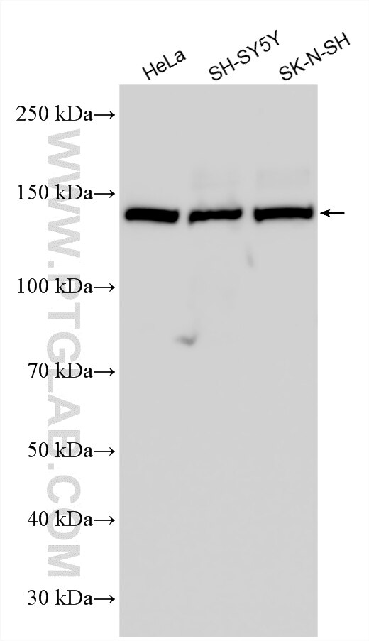 WB analysis using 32570-1-AP Western Blot (WB) analysis of various lysates using KIAA1211 Polyclonal antibody (32570-1-AP)