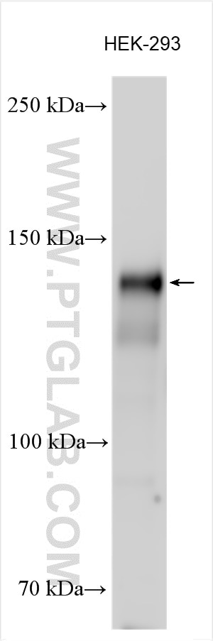 Western Blot (WB) analysis of various lysates using KIAA1217 Polyclonal antibody (24880-1-AP)