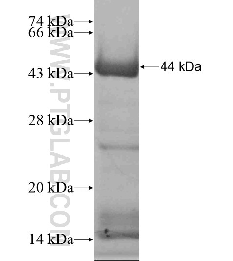 KIAA1267 fusion protein Ag18653 SDS-PAGE
