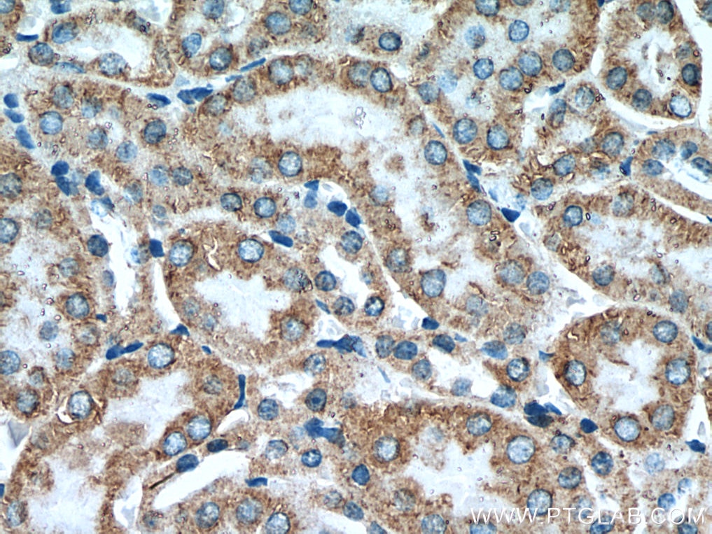 Immunohistochemistry (IHC) staining of mouse kidney tissue using KIAA1279 Polyclonal antibody (25653-1-AP)