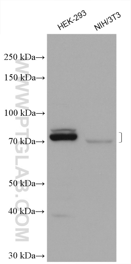 Western Blot (WB) analysis of various lysates using KIAA1279 Polyclonal antibody (25653-1-AP)