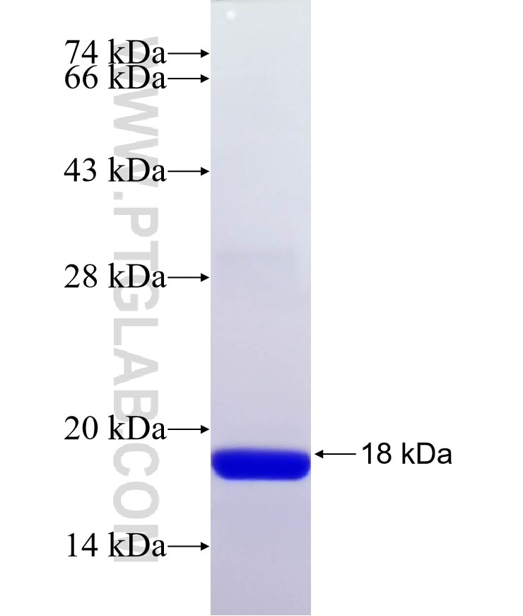 KIAA1303 fusion protein Ag30131 SDS-PAGE