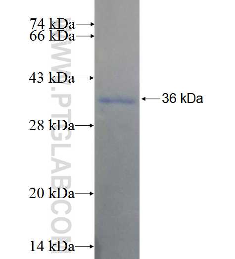 KIAA1328 fusion protein Ag26528 SDS-PAGE