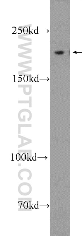 WB analysis of SKOV-3 using 25712-1-AP