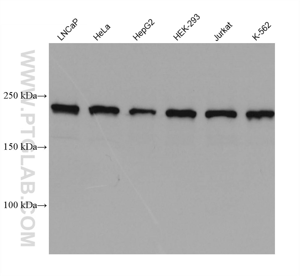 Western Blot (WB) analysis of various lysates using KIAA1429 Monoclonal antibody (68235-1-Ig)