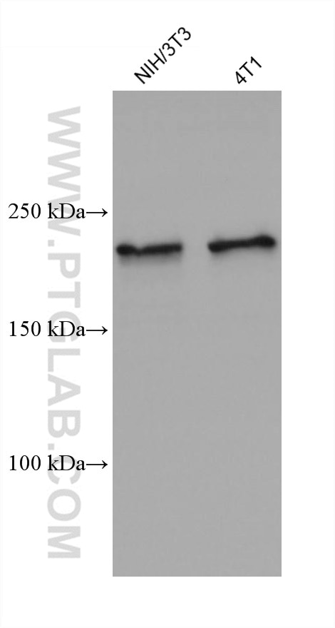 Western Blot (WB) analysis of various lysates using KIAA1429 Monoclonal antibody (68235-1-Ig)