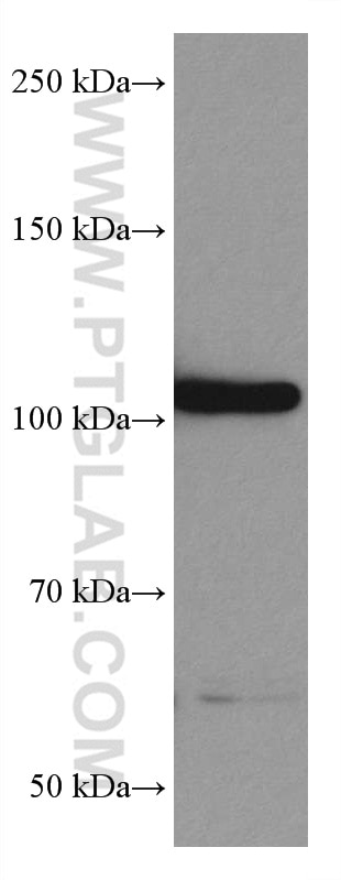 Western Blot (WB) analysis of HSC-T6 cells using CIP2A Monoclonal antibody (67843-1-Ig)
