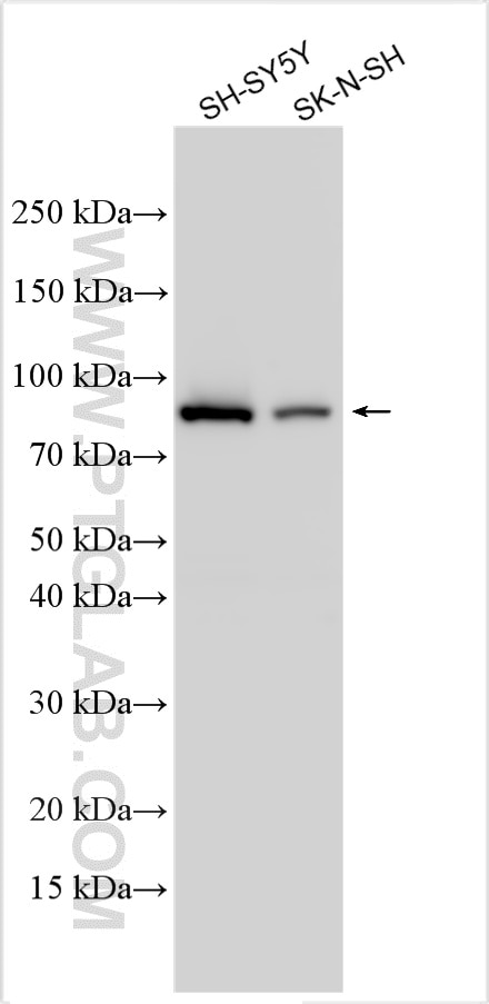 Western Blot (WB) analysis of various lysates using Shootin 1 Polyclonal antibody (24383-1-AP)