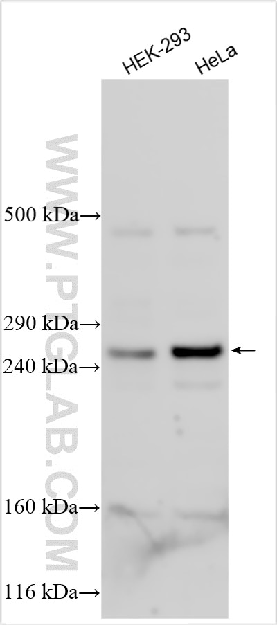 Western Blot (WB) analysis of various lysates using EPG5 Polyclonal antibody (27666-1-AP)