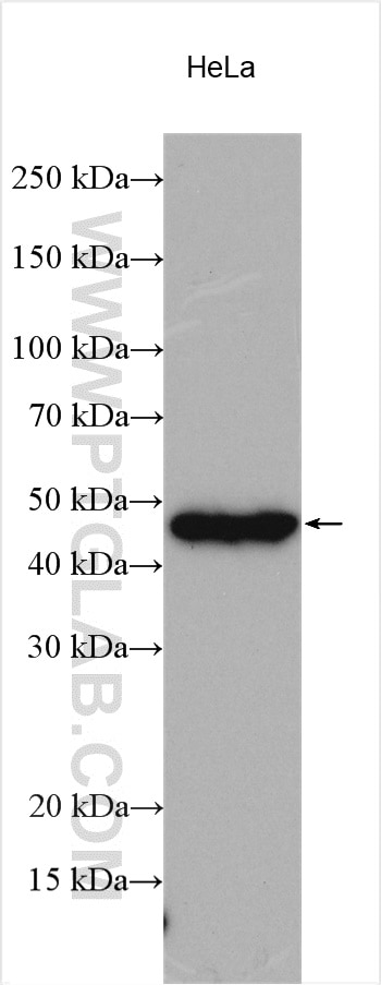 Western Blot (WB) analysis of various lysates using CEP44 Polyclonal antibody (24457-1-AP)