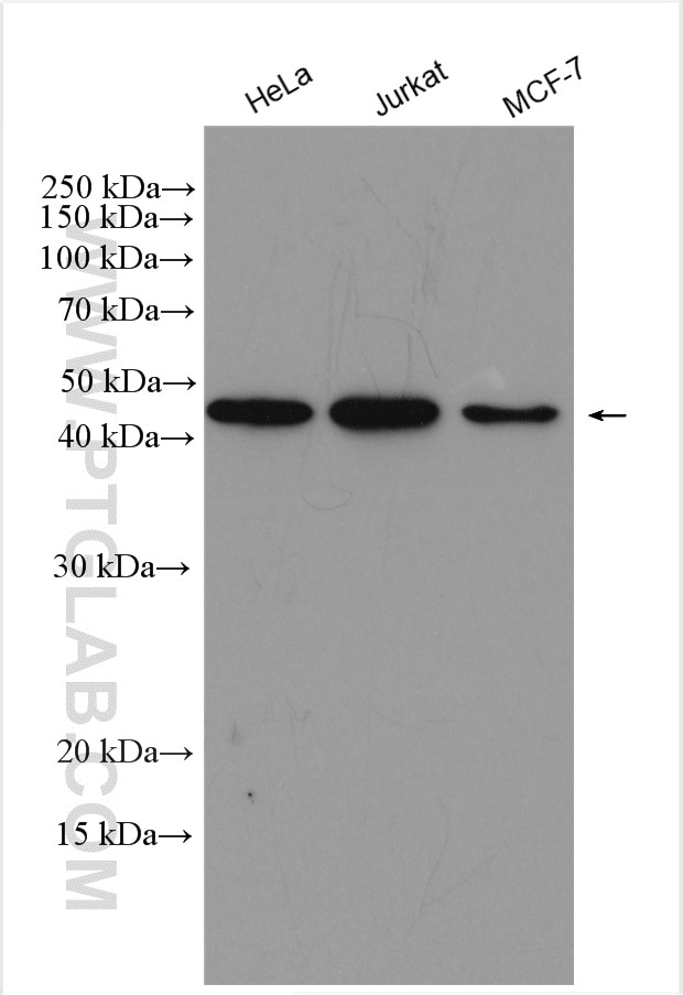 Western Blot (WB) analysis of various lysates using CEP44 Polyclonal antibody (24457-1-AP)