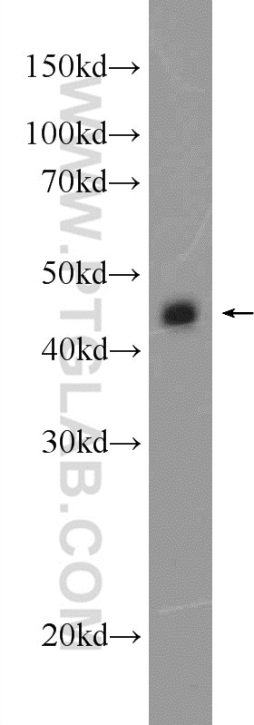 Western Blot (WB) analysis of mouse testis tissue using CEP44 Polyclonal antibody (24457-1-AP)