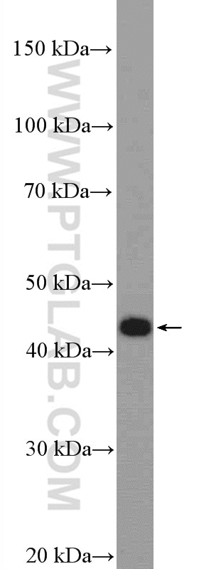 Western Blot (WB) analysis of HepG2 cells using KIAA1984 Polyclonal antibody (20945-1-AP)