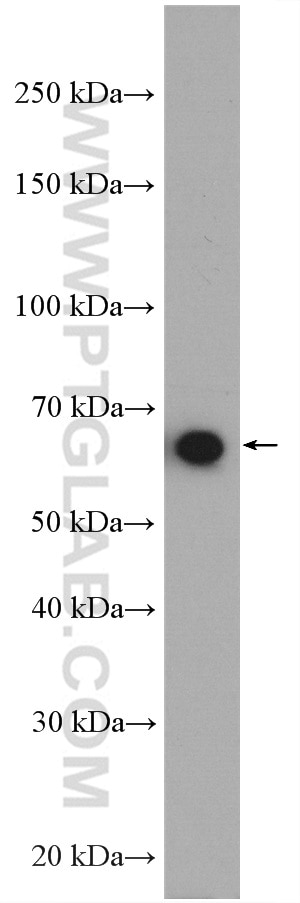 Western Blot (WB) analysis of HEK-293 cells using KIAA2013 Polyclonal antibody (27886-1-AP)