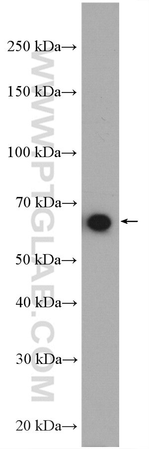 Western Blot (WB) analysis of HEK-293 cells using KIAA2013 Polyclonal antibody (27886-1-AP)