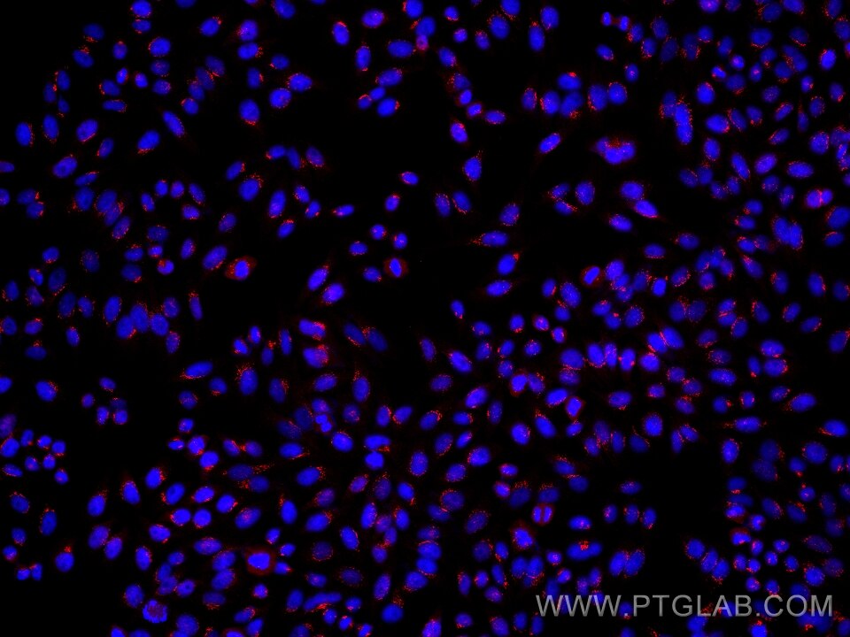 Immunofluorescence (IF) / fluorescent staining of HepG2 cells using KIAA2013 Monoclonal antibody (68245-1-Ig)