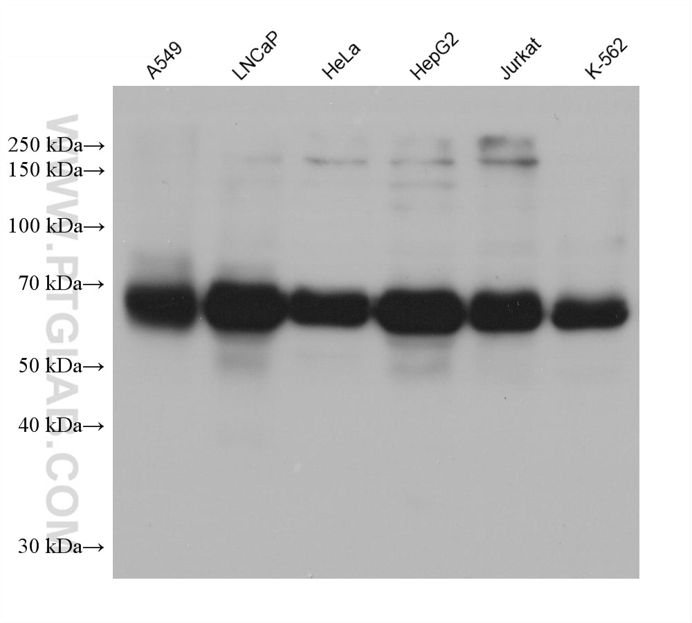 Western Blot (WB) analysis of various lysates using KIAA2013 Monoclonal antibody (68245-1-Ig)