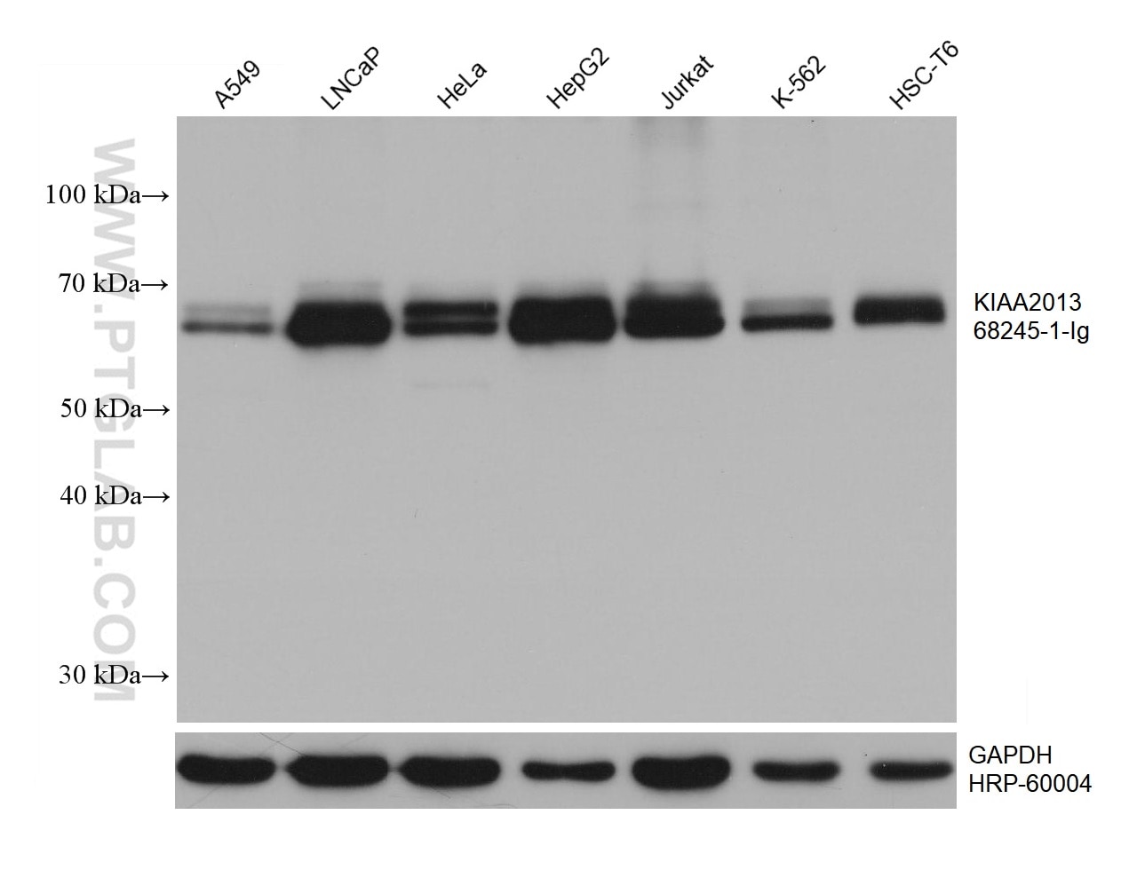 Western Blot (WB) analysis of various lysates using KIAA2013 Monoclonal antibody (68245-1-Ig)