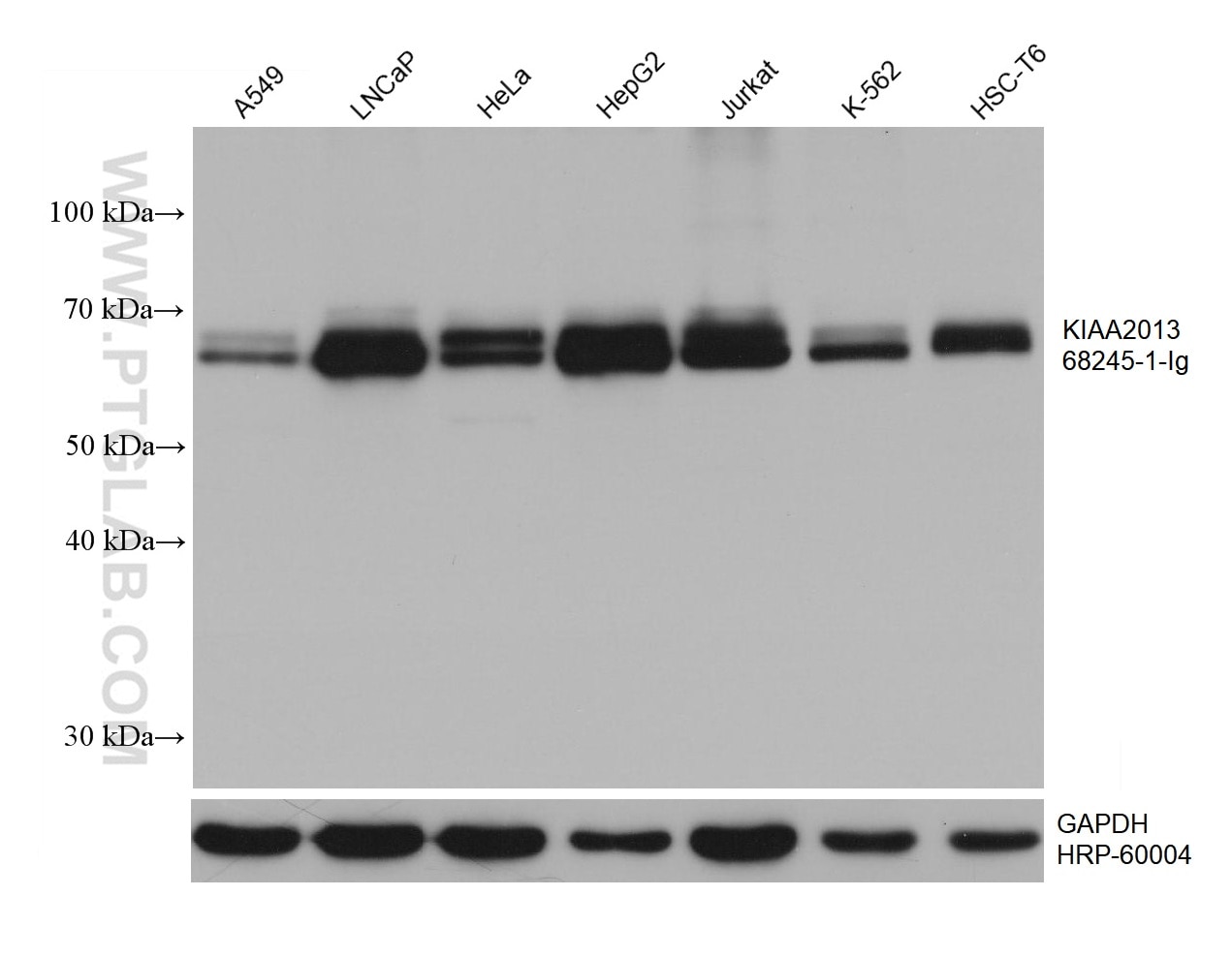 WB analysis using 68245-1-Ig