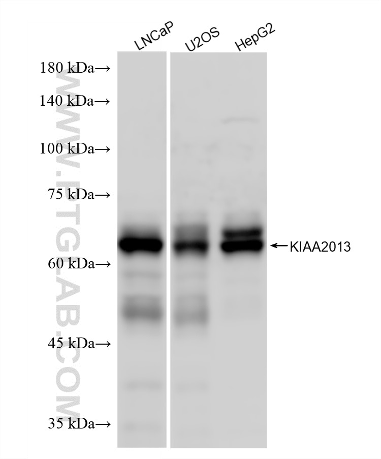 Western Blot (WB) analysis of various lysates using KIAA2013 Recombinant monoclonal antibody (87068-4-RR)