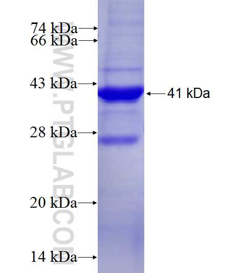 KIAA2013 fusion protein Ag27438 SDS-PAGE