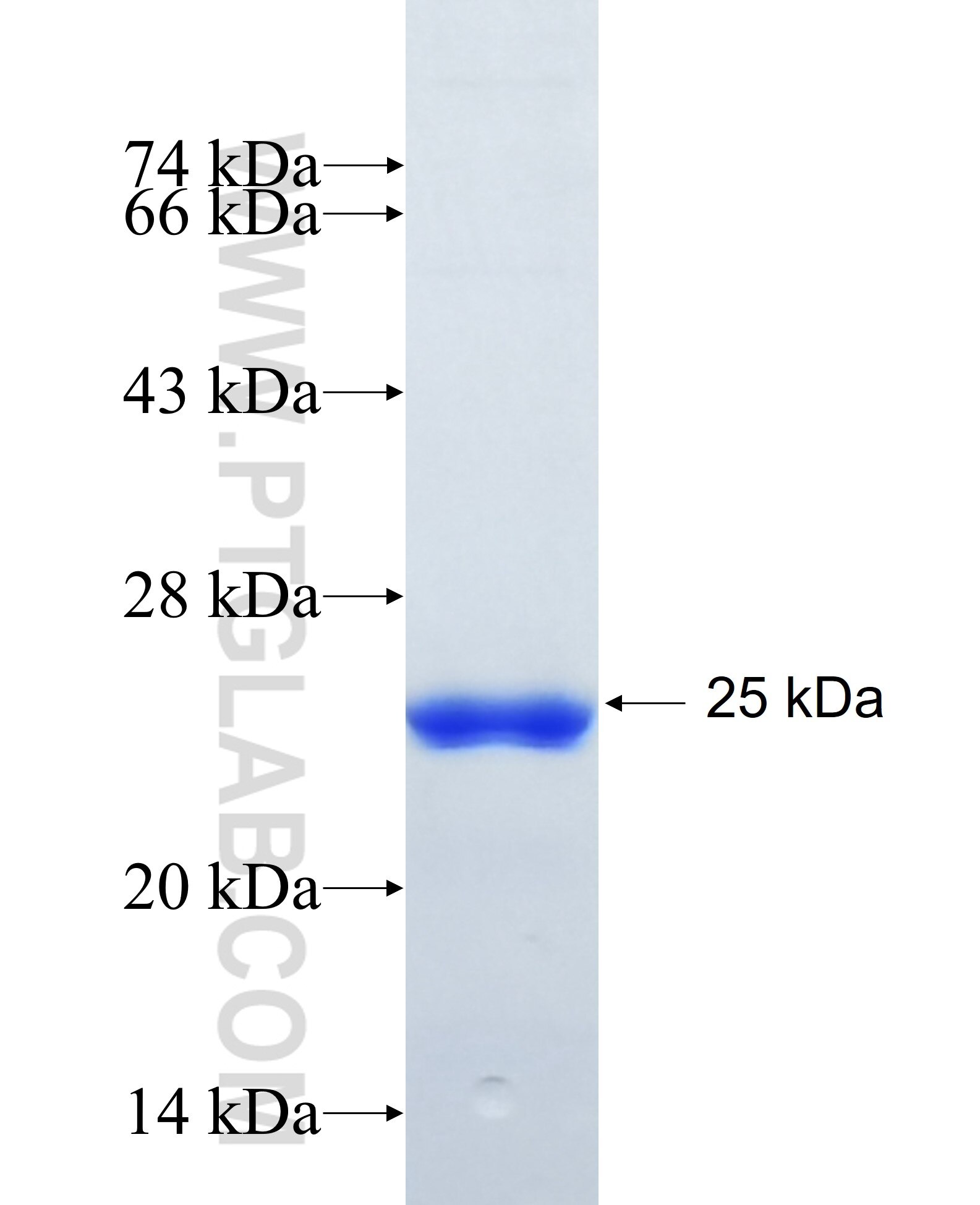 KIBRA fusion protein Ag27164 SDS-PAGE