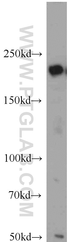 WB analysis of HEK-293 using 21856-1-AP