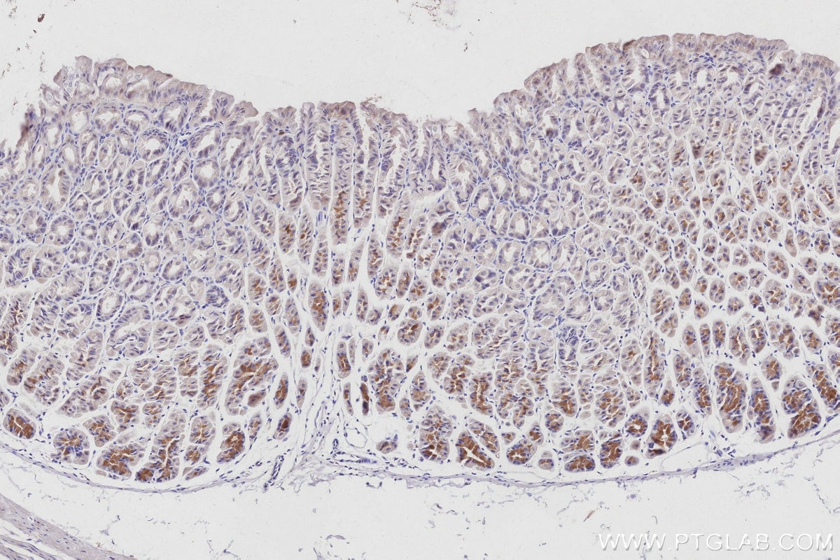 Immunohistochemistry (IHC) staining of mouse stomach tissue using KIDINS220 Monoclonal antibody (66748-1-Ig)