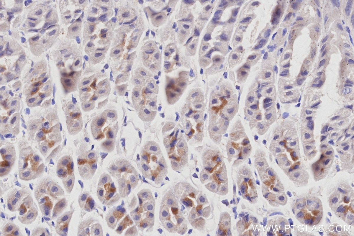 Immunohistochemistry (IHC) staining of mouse stomach tissue using KIDINS220 Monoclonal antibody (66748-1-Ig)