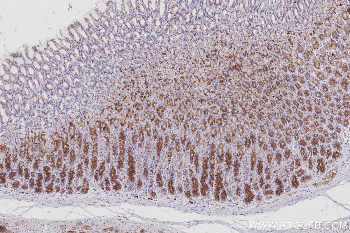 Immunohistochemistry (IHC) staining of rat stomach tissue using KIDINS220 Monoclonal antibody (66748-1-Ig)