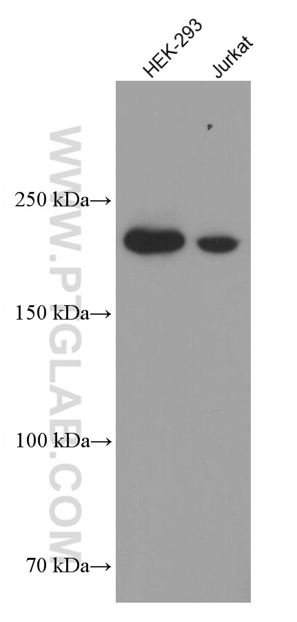 Western Blot (WB) analysis of various lysates using KIDINS220 Monoclonal antibody (66748-1-Ig)