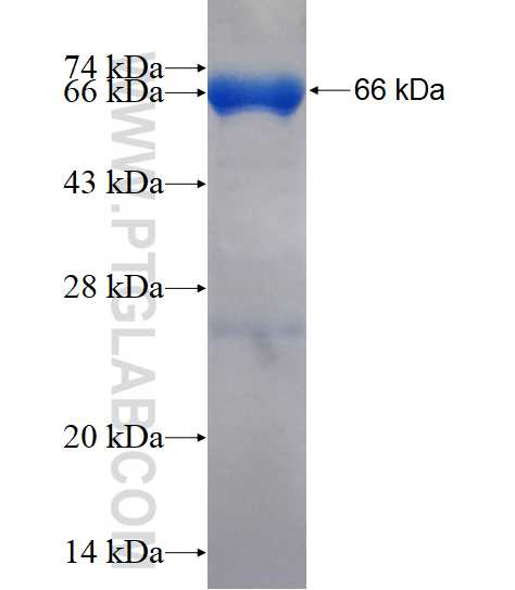 KIDINS220 fusion protein Ag16448 SDS-PAGE