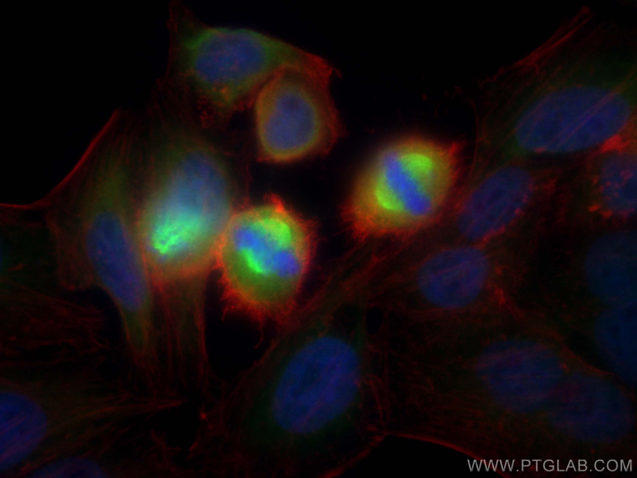 Immunofluorescence (IF) / fluorescent staining of HepG2 cells using Eg5 Polyclonal antibody (23333-1-AP)