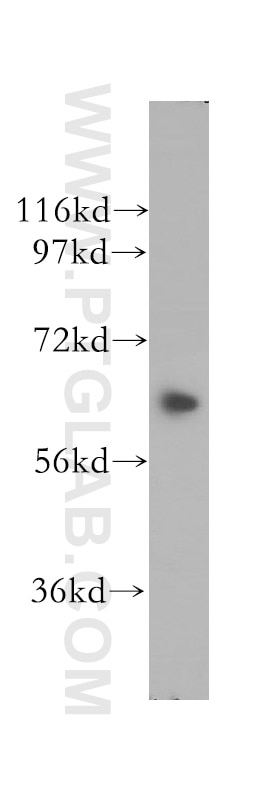 KIF12 Polyclonal antibody