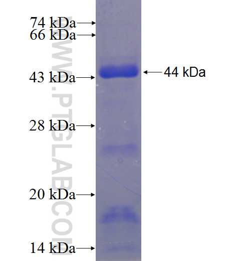 KIF12 fusion protein Ag23397 SDS-PAGE