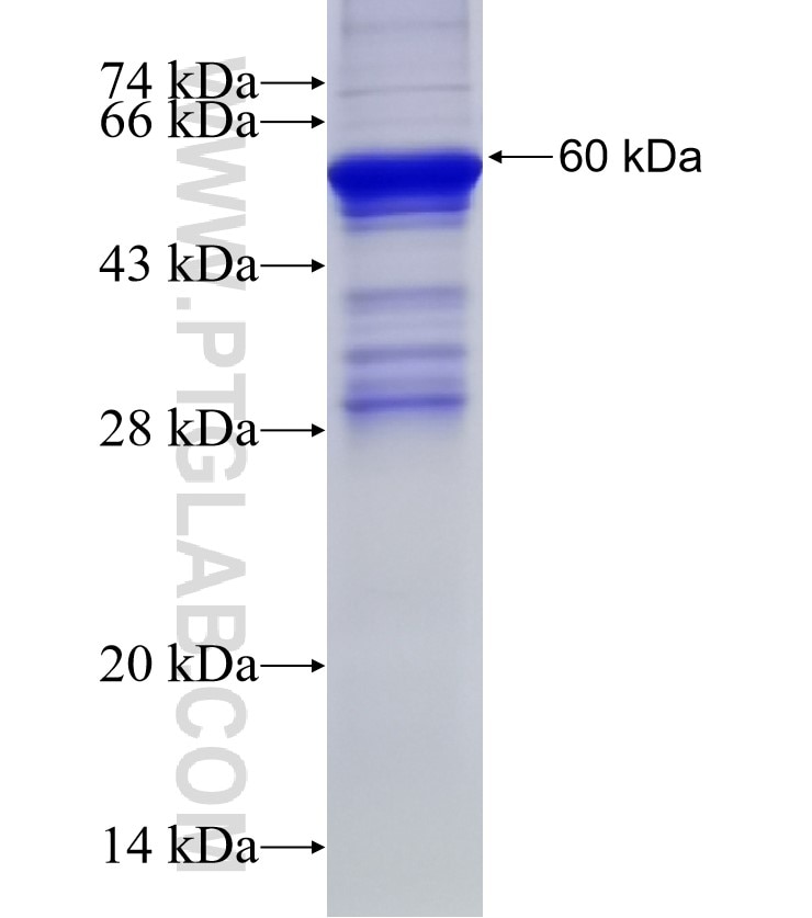 KIF12 fusion protein Ag2707 SDS-PAGE