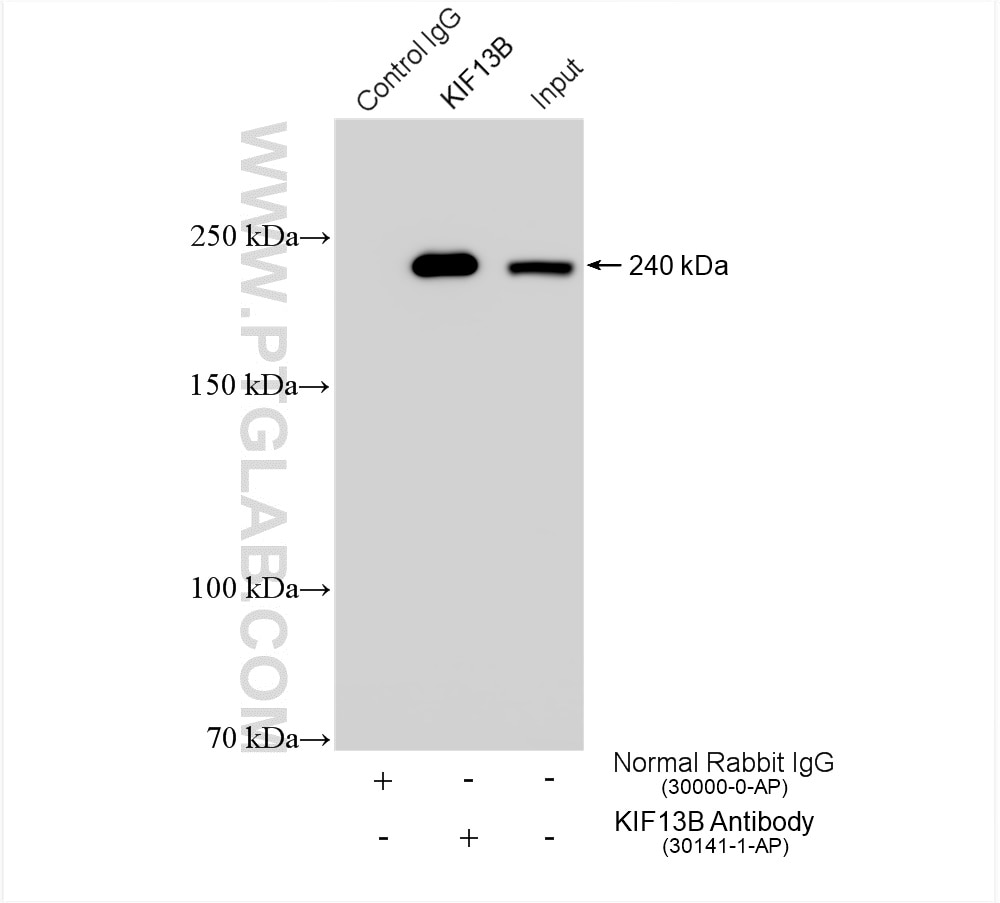 Immunoprecipitation (IP) experiment of HEK-293 cells using KIF13B Polyclonal antibody (30141-1-AP)