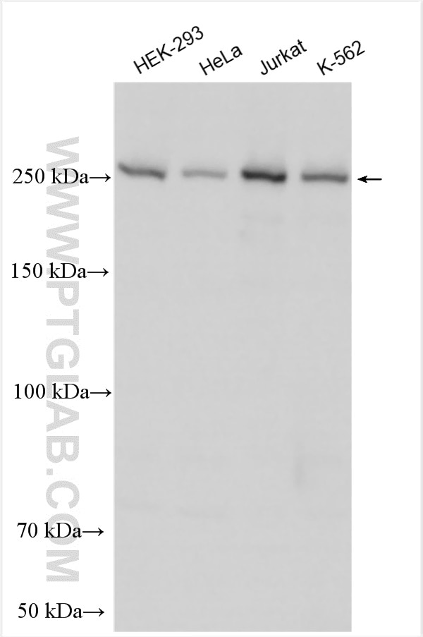 Western Blot (WB) analysis of various lysates using KIF13B Polyclonal antibody (30141-1-AP)