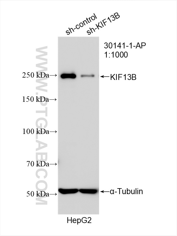 Western Blot (WB) analysis of HepG2 cells using KIF13B Polyclonal antibody (30141-1-AP)