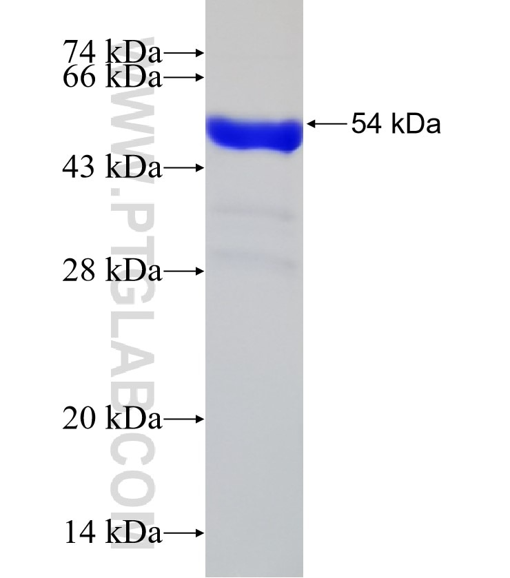 KIF13B fusion protein Ag30876 SDS-PAGE