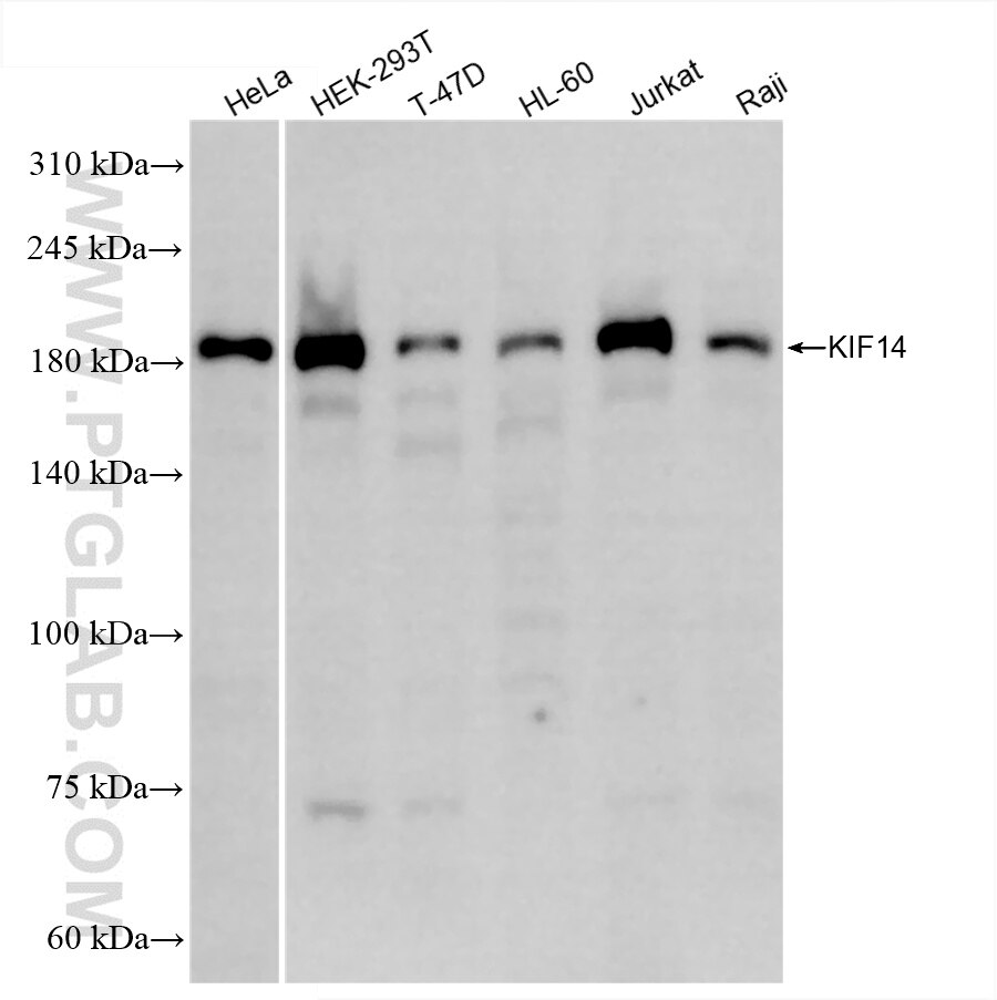 KIF14