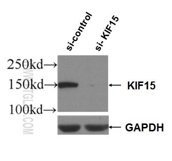 Western Blot (WB) analysis of HEK-293 cells using KIF15 Polyclonal antibody (55407-1-AP)